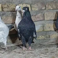 رنگی پلاکی|پرنده|یزد, |دیوار