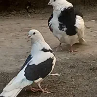 کفتر ابلغ تیک پاره|پرنده|تهران, مسعودیه|دیوار