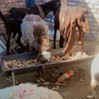 بزمری ....ونری|حیوانات مزرعه|زاهدان, |دیوار