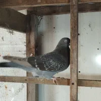 کبوتر|پرنده|رشت, کوی طالقانی|دیوار