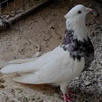 کفتر طوقی دونه 500|پرنده|مهریز, |دیوار