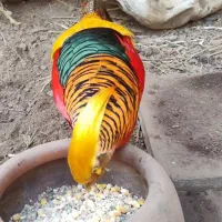 پرندگان زینتی با فرآورده های پر خواص|حیوانات مزرعه|مشهد, سجاد شهر|دیوار