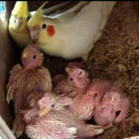 عروس هلندی