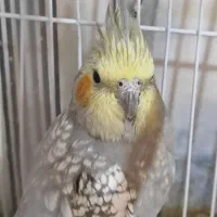 عروس هلندی و طوطی برزیلی