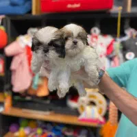 فروش سگ شیتزو سوپرفلت عروسکی واکسینه شده