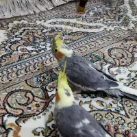 عروس هلندی معاوضه|پرنده|رفسنجان, |دیوار