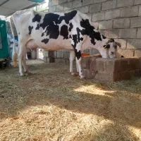 گاوشیری لیبه بدونه گوساله  شیر 6کیلو