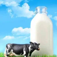 پخش شیر صنعتی تهران چربی۳/۸