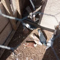 کبوتر|پرنده|نیشابور, فضل|دیوار