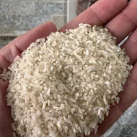 برنج شمالی اصل ارسال به شیراز|خوردنی و آشامیدنی|شیراز, معالی‌آباد|دیوار