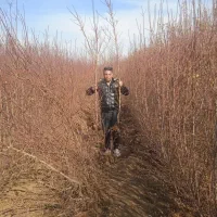 کبوده و صنوبر یک ساله و دوساله با بهترین کیفیت|خدمات باغبانی و درختکاری|اراک, |دیوار