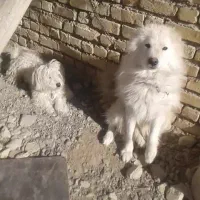 واگذاری سگ هاسکی|سگ|فلاورجان, |دیوار