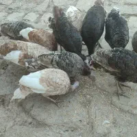 12جوجه ی بزرگ بوقلمون|حیوانات مزرعه|پاپی, |دیوار