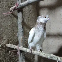 گرگانی و تهرانی سر و کله دار|پرنده|اردبیل, |دیوار