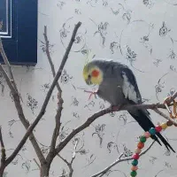 عروس هلندی گم شده