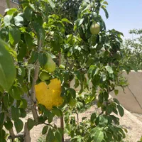 ویلامدرن ۵۰۰زمین۱۲۰بنا زیر قیمت در *مهرابادکوهسار*|فروش خانه و ویلا|رودهن, |دیوار