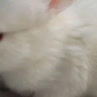 خرگوش آلبینو