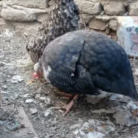 تعدادی مرغ زینتی وگلین وریشی وسپرایت