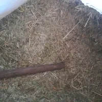 کاه سبزه