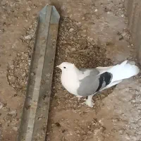 یک کبوتر بوشهری