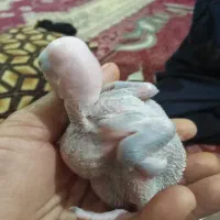 جفت شاه طوطی|پرنده|بندر ماهشهر, |دیوار