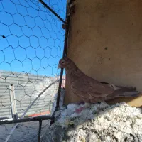 نر سار شکلاتی خوشگل و چشم سیاع