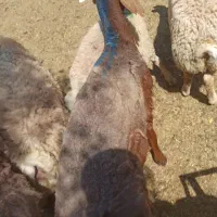 بره چاق