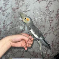 عروس هلندی ۲ماهه