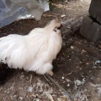 دوعددخروس‌ابریشمی‌