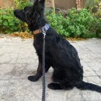 واگذاری سگ ژرمن شولاین ماده|سگ|شیراز, آزادگان|دیوار