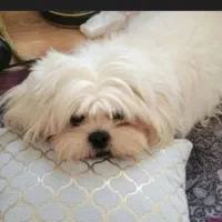 سگ گم شده مژگانی به یابنده8تومن|سگ|کرمان, |دیوار