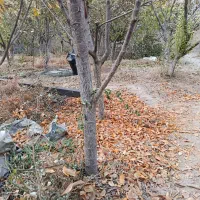 انواع درخت میوه ۸ سال به بالا تنه درشت و خوب|گل و گیاه طبیعی|چهاردانگه (تهران), |دیوار