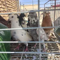 پرنده|پرنده|اصفهان, گلزار|دیوار
