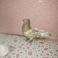 کبوتر کله زرد نر و ماده