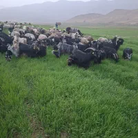 فروش ومعاوزه بز با میش