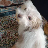 سگ شیتزو کراس