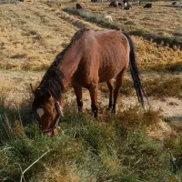 اسب وکره فروشی|اسب و تجهیزات اسب‌سواری|شیراز, حومه شیراز|دیوار