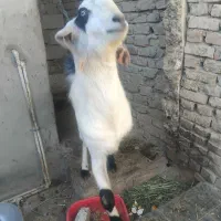 پلچن بزرگ هیکلی ودورگ|حیوانات مزرعه|سراوان, |دیوار