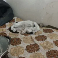 گمشده|گربه|قدس, شهرقدس|دیوار