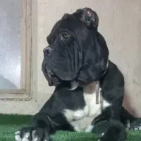 کنکورسو کینکورسو