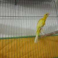 قناری یه سر جیور طلای