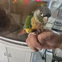 دوتاگرنچک باقفس