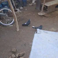 کفتر اصفهانی