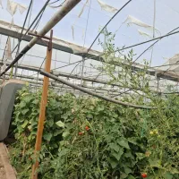 سازه گلخانه