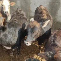 گوساله ماده چاق|حیوانات مزرعه|کوهدشت, |دیوار