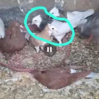 چند عدد کبوتر