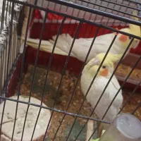 عروس هلندی با تخم|پرنده|شوشتر, |دیوار