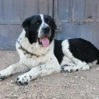 سگ نگهبان|سگ|ساوه, |دیوار