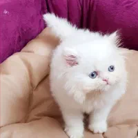 ناز وخوشگل