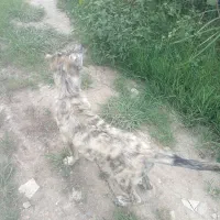 سگ افغان سراب|سگ|رشت, توشیبا|دیوار